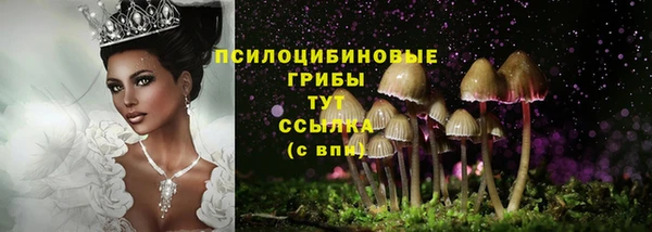 шишки Осинники