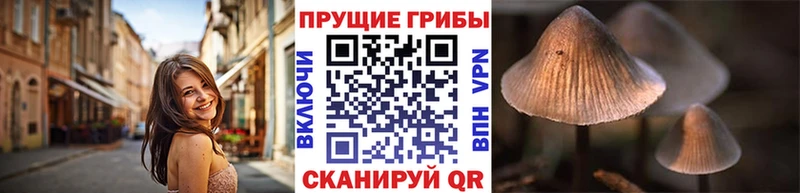 Псилоцибиновые грибы Psilocybine cubensis  Лесозаводск 